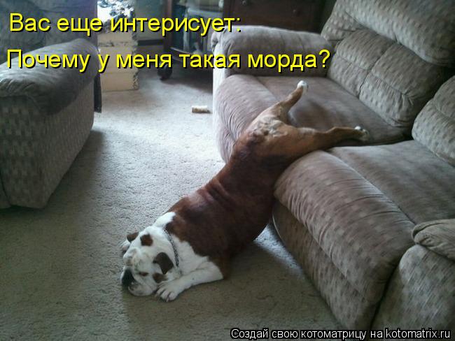 Почему у меня такая морда? Вас еще интерисует:... Котоматрица: Почему у меня такая морда? Вас еще интерисует: