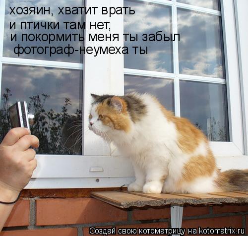 хозяин, хватит врать и птички там нет, и покормить меня ты забыл фотограф-неумеха ты... Котоматрица: хозяин, хватит врать и птички там нет, и покормить меня ты забыл фотограф-неумеха ты