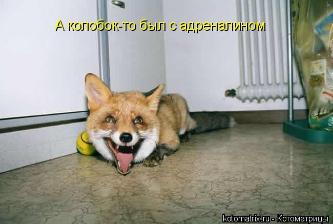 А колобок-то был с адреналином... Котоматрица: А колобок-то был с адреналином