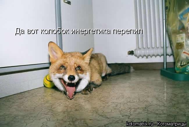 Да вот колобок инергетика перепил... Котоматрица: Да вот колобок инергетика перепил