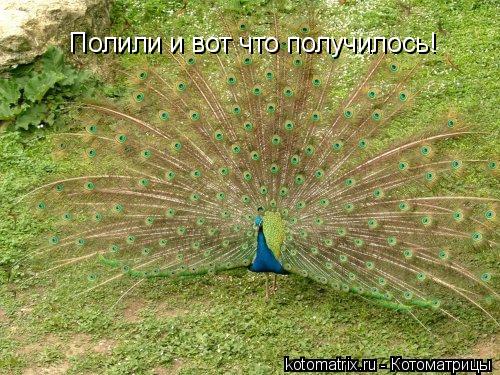 Полили и вот что получилось!... Котоматрица: Полили и вот что получилось!