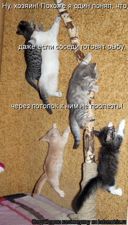 Ну, хозяин! Похоже я один понял, что, даже если соседи готовят рыбу, через потолок к ним не пролезт... Котоматрица: Ну, хозяин! Похоже я один понял, что, даже если соседи готовят рыбу, через потолок к ним не пролезть!