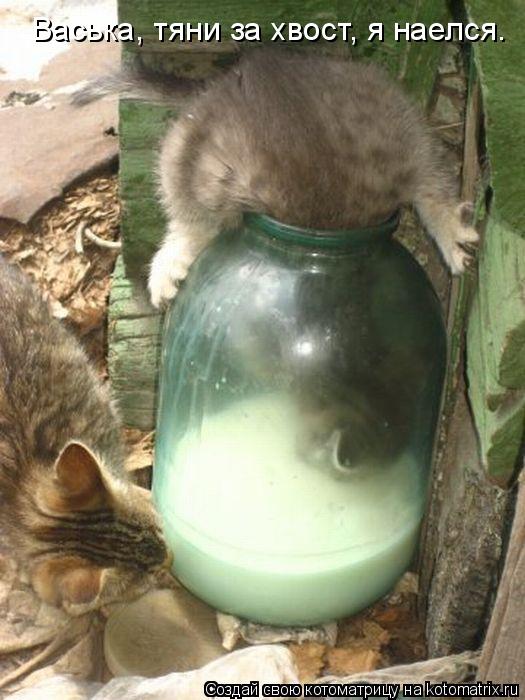 Васька, тяни за хвост, я наелся.... Котоматрица: Васька, тяни за хвост, я наелся.