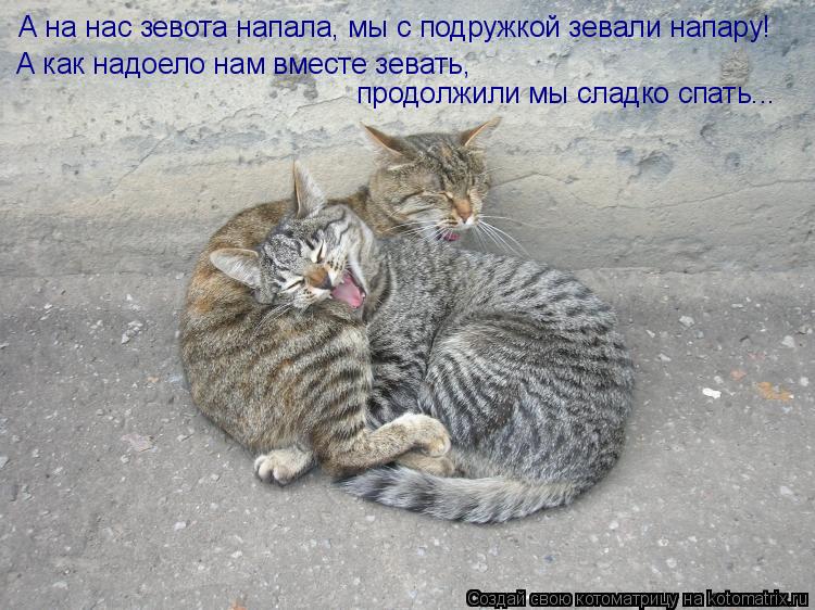 А на нас зевота напала, мы с подружкой зевали напару! А как надоело нам вместе зевать, продолжили мы... Котоматрица: А на нас зевота напала, мы с подружкой зевали напару! А как надоело нам вместе зевать, продолжили мы сладко спать...