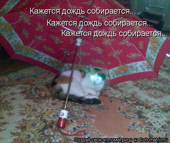 Кажется дождь собирается... Кажется дождь собирается... Кажется дождь собирается...... Котоматрица: Кажется дождь собирается... Кажется дождь собирается... Кажется дождь собирается...
