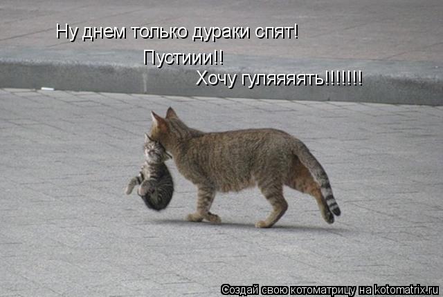 Ну днем только дураки спят! Пустиии!! Хочу гуляяяять!!!!!!!... Котоматрица: Ну днем только дураки спят! Пустиии!! Хочу гуляяяять!!!!!!!