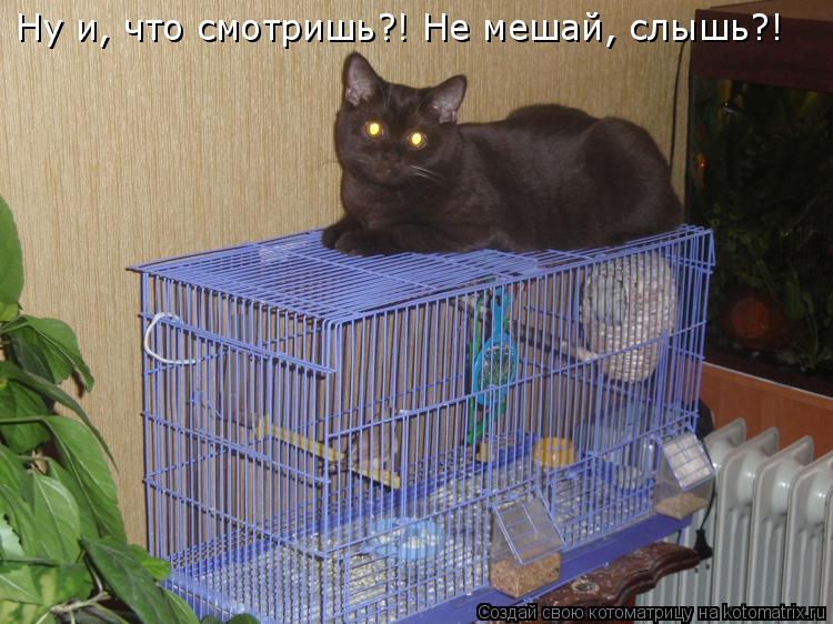 Ну и, что смотришь?! Не мешай, слышь?!... Котоматрица: Ну и, что смотришь?! Не мешай, слышь?!