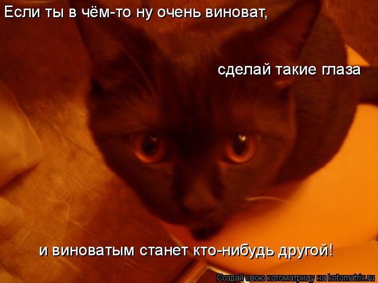 Если ты в чём-то ну очень виноват, сделай такие глаза и виноватым станет кто-нибудь другой!... Котоматрица: Если ты в чём-то ну очень виноват, сделай такие глаза и виноватым станет кто-нибудь другой!
