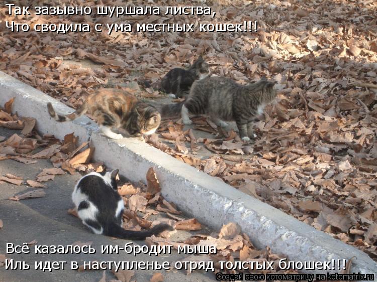 Так зазывно шуршала листва, Что сводила с ума местных кошек!!! Всё казалось им-бродит мыша Иль идет в... Котоматрица: Так зазывно шуршала листва, Что сводила с ума местных кошек!!! Всё казалось им-бродит мыша Иль идет в наступленье отряд толстых блошек!!!