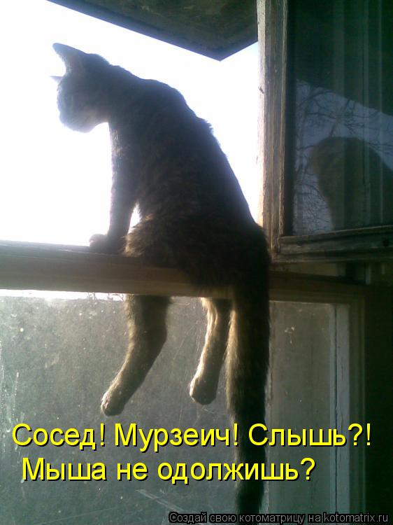 Мыша не одолжишь? Сосед! Мурзеич! Слышь?!... Котоматрица: Мыша не одолжишь? Сосед! Мурзеич! Слышь?!