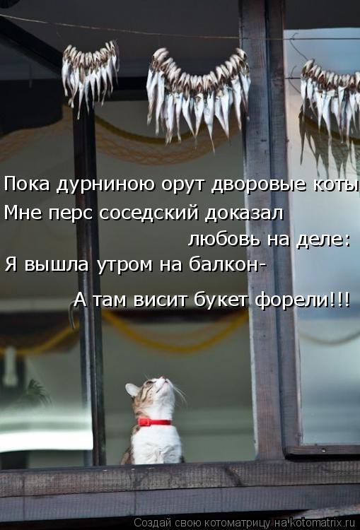 Пока дурниною орут дворовые коты Мне перс соседский доказал Я вышла утром на балкон- А там висит бук... Котоматрица: Пока дурниною орут дворовые коты Мне перс соседский доказал Я вышла утром на балкон- А там висит букет форели!!! любовь на деле: