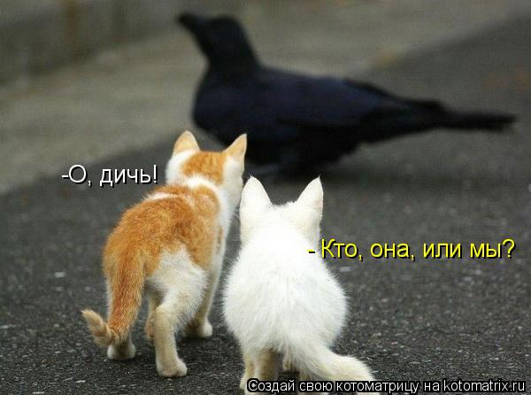 -О, дичь! - Кто, она, или мы?... Котоматрица: -О, дичь! - Кто, она, или мы?