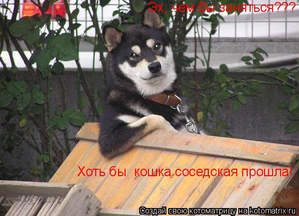 Эх, чем бы заняться??? Хоть бы кошка соседская прошла!... Котоматрица: Эх, чем бы заняться??? Хоть бы кошка соседская прошла!