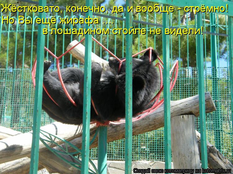 Жёстковато, конечно, да и вообще - стрёмно! Но Вы ещё жирафа .... в лошадином стойле не видели!... Котоматрица: Жёстковато, конечно, да и вообще - стрёмно! Но Вы ещё жирафа .... в лошадином стойле не видели!