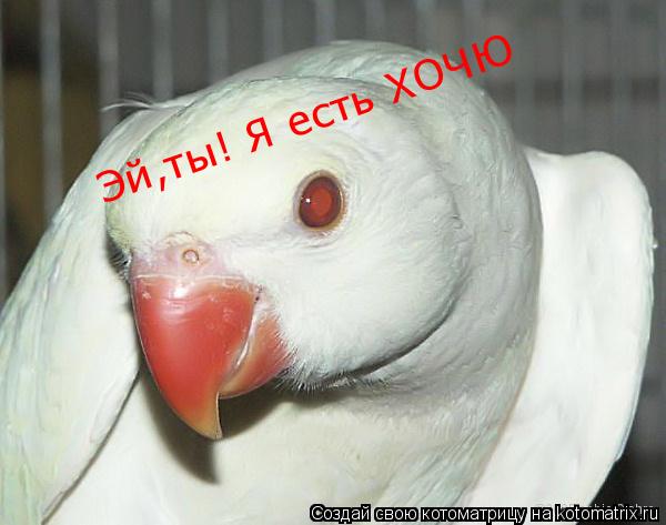 Эй,ты! Я есть ХОЧЮ... Котоматрица: Эй,ты! Я есть ХОЧЮ