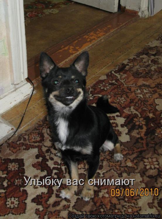 Улыбку вас снимают... Котоматрица: Улыбку вас снимают