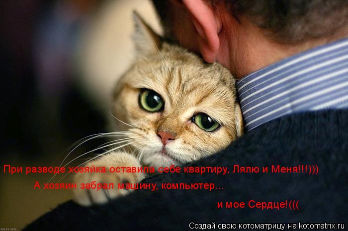 При разводе хозяйка оставила себе квартиру, Лялю и Меня!!!))) А хозяин забрал машину, компьютер... ... Котоматрица: При разводе хозяйка оставила себе квартиру, Лялю и Меня!!!))) А хозяин забрал машину, компьютер... и мое Сердце!(((