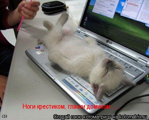 Ноги крестиком, глазки домиком ........ Котоматрица: Ноги крестиком, глазки домиком .....