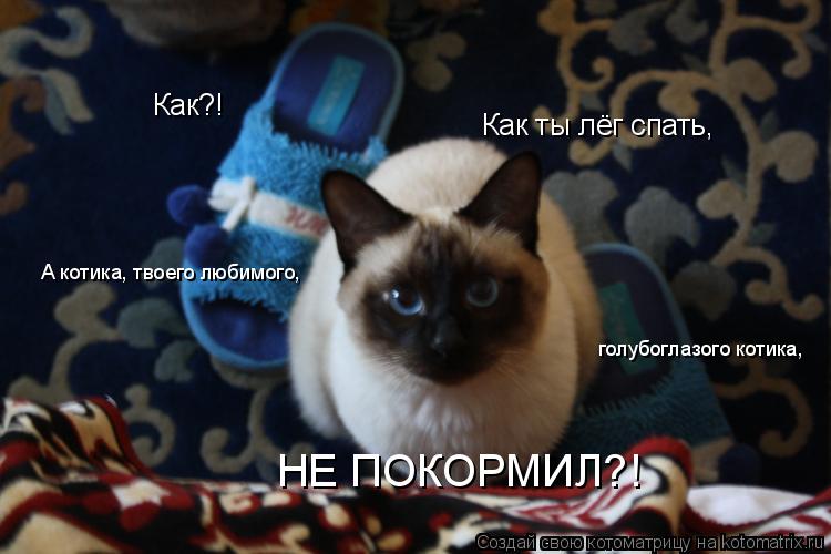 Как?! А котика, твоего любимого, голубоглазого котика, НЕ ПОКОРМИЛ?! Как ты лёг спать,... Котоматрица: Как?! А котика, твоего любимого, голубоглазого котика, НЕ ПОКОРМИЛ?! Как ты лёг спать,