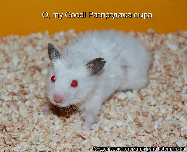 О, my Good! Разпродажа сыра.... Котоматрица: О, my Good! Разпродажа сыра.