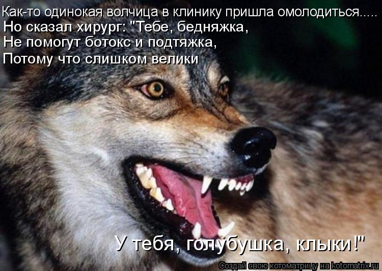Как-то одинокая волчица в клинику пришла омолодиться..... У тебя, голубушка, клыки!" Но сказал хирург... Котоматрица: Как-то одинокая волчица в клинику пришла омолодиться..... У тебя, голубушка, клыки!" Но сказал хирург: "Тебе, бедняжка, Не помогут ботокс и подт
