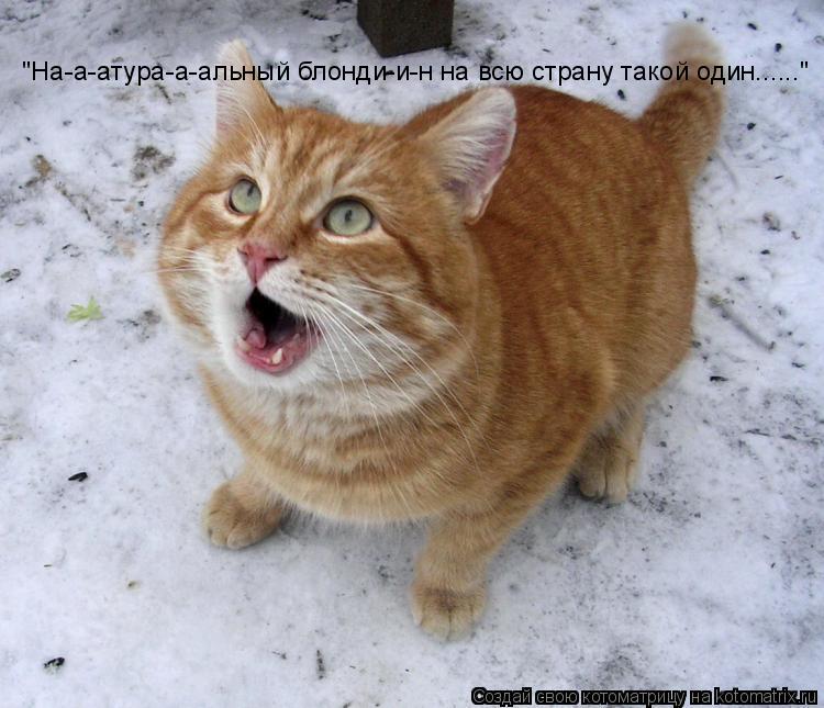 "На-а-атура-а-альный блонди-и-н на всю страну такой один......"... Котоматрица: "На-а-атура-а-альный блонди-и-н на всю страну такой один......"
