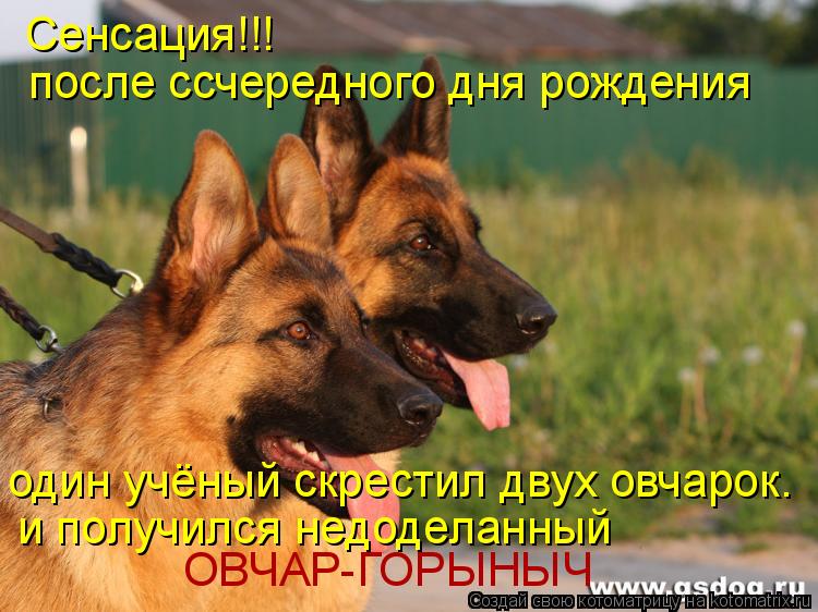 Сенсация!!! после ссчередного дня рождения один учёный скрестил двух овчарок. и получился недоделанны... Котоматрица: Сенсация!!! после ссчередного дня рождения один учёный скрестил двух овчарок. и получился недоделанный ОВЧАР-ГОРЫНЫЧ