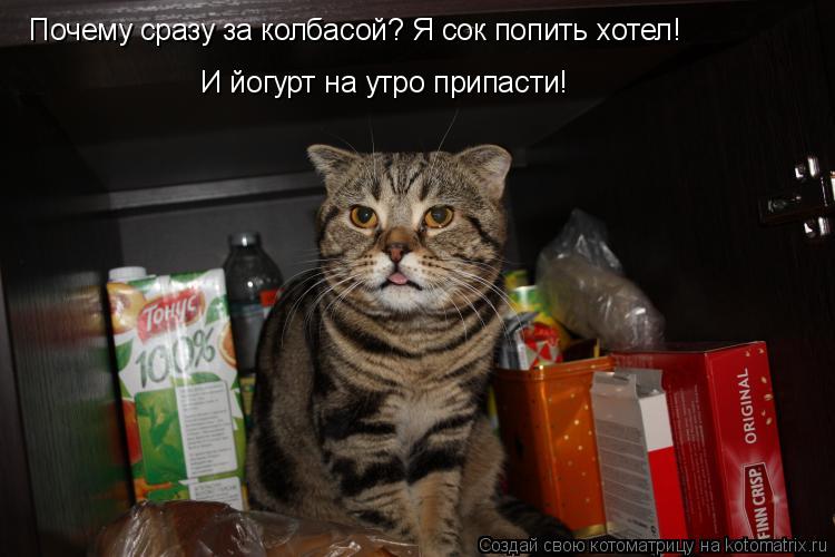 Почему сразу за колбасой? Я сок попить хотел! И йогурт на утро припасти!... Котоматрица: Почему сразу за колбасой? Я сок попить хотел! И йогурт на утро припасти!