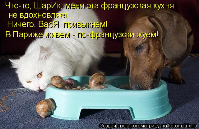 не вдохновляет... Что-то, ШарИк, меня эта французская кухня Ничего, ВасЯ, привыкнем! В Париже живем... Котоматрица: не вдохновляет... Что-то, ШарИк, меня эта французская кухня Ничего, ВасЯ, привыкнем! В Париже живем - по-французски жуем!