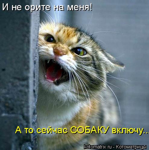 И не орите на меня! А то сейчас СОБАКУ включу...... Котоматрица: И не орите на меня! А то сейчас СОБАКУ включу...