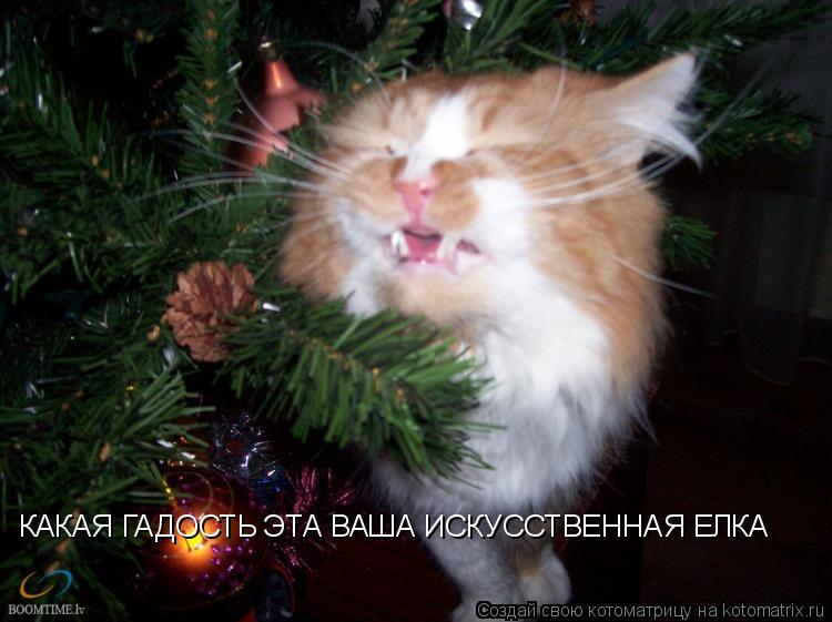 КАКАЯ ГАДОСТЬ ЭТА ВАША ИСКУССТВЕННАЯ ЕЛКА... Котоматрица: КАКАЯ ГАДОСТЬ ЭТА ВАША ИСКУССТВЕННАЯ ЕЛКА