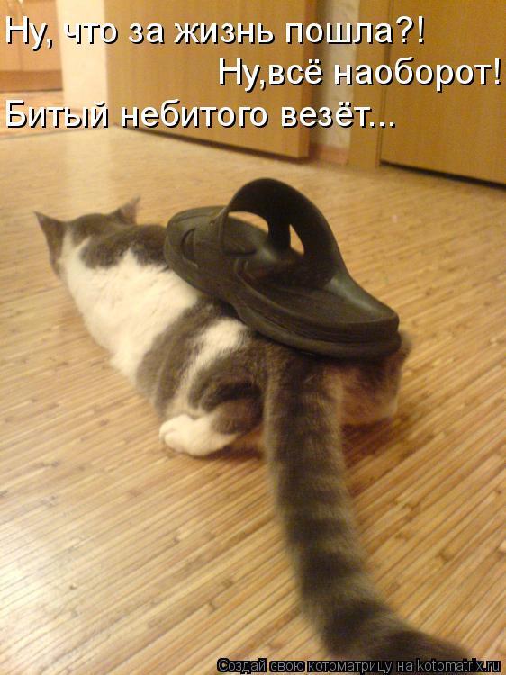 Ну,всё наоборот! Ну, что за жизнь пошла?! Битый небитого везёт...... Котоматрица: Ну,всё наоборот! Ну, что за жизнь пошла?! Битый небитого везёт...