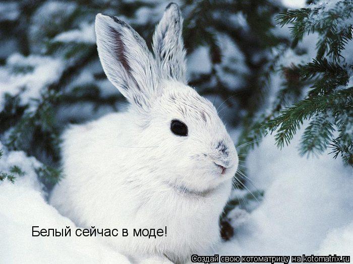 Белый сейчас в моде!... Котоматрица: Белый сейчас в моде!