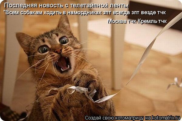 Последняя новость с телетайпной ленты "Всем собакам ходить в намордниках зпт всегда зпт везде тчк Мос... Котоматрица: Последняя новость с телетайпной ленты "Всем собакам ходить в намордниках зпт всегда зпт везде тчк Москва тчк Кремль тчк