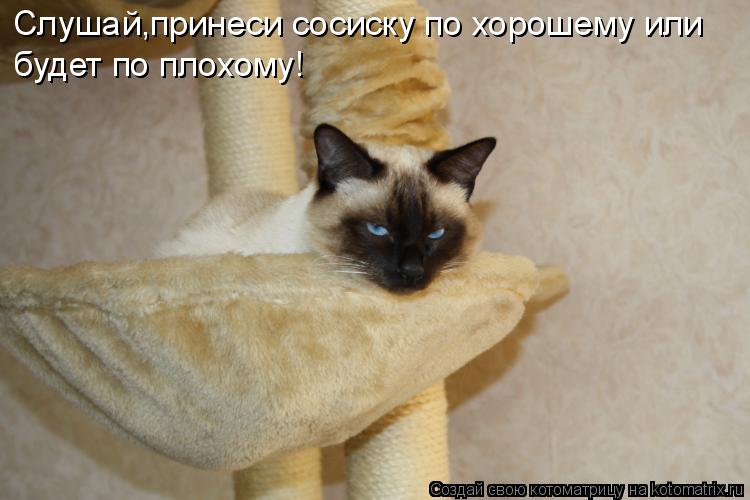 Слушай,принеси сосиску по хорошему или будет по плохому!... Котоматрица: Слушай,принеси сосиску по хорошему или будет по плохому!