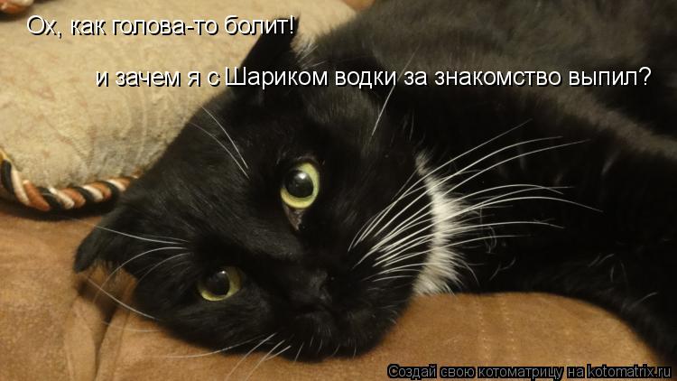 Котоматрица: Ох, как голова-то болит! и зачем я с Шариком водки за знакомство выпил?
