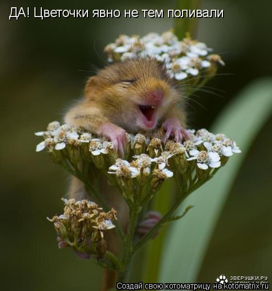ДА! Цветочки явно не тем поливали... Котоматрица: ДА! Цветочки явно не тем поливали