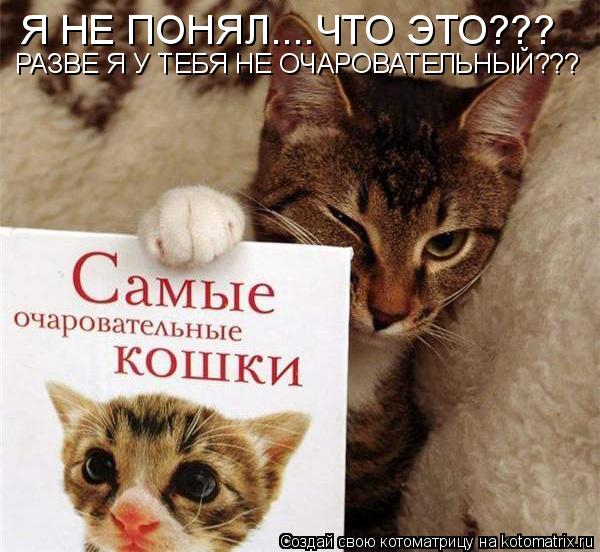 Я НЕ ПОНЯЛ....ЧТО ЭТО??? РАЗВЕ Я У ТЕБЯ НЕ ОЧАРОВАТЕЛЬНЫЙ???... Котоматрица: Я НЕ ПОНЯЛ....ЧТО ЭТО??? РАЗВЕ Я У ТЕБЯ НЕ ОЧАРОВАТЕЛЬНЫЙ???