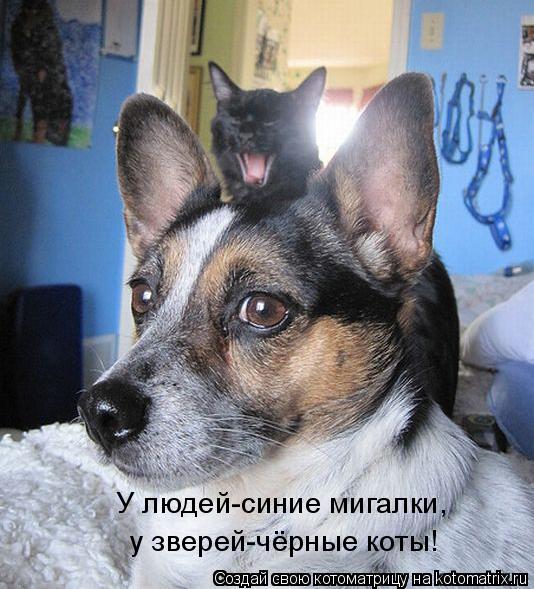 У людей-синие мигалки, у зверей-чёрные коты!... Котоматрица: У людей-синие мигалки, у зверей-чёрные коты!