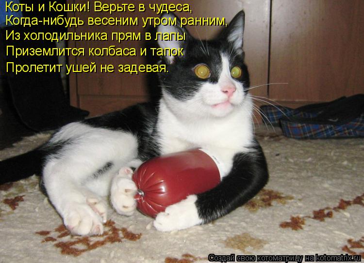 Коты и Кошки! Верьте в чудеса, Когда-нибудь весеним утром ранним, Из холодильника прям в лапы Приземл... Котоматрица: Коты и Кошки! Верьте в чудеса, Когда-нибудь весеним утром ранним, Из холодильника прям в лапы Приземлится колбаса и тапок Пролетит ушей не з