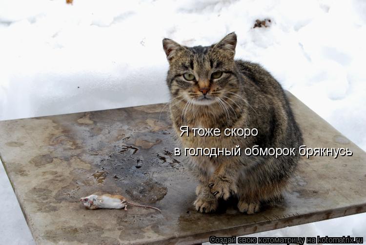 Я тоже скоро в голодный обморок брякнусь... Котоматрица: Я тоже скоро в голодный обморок брякнусь