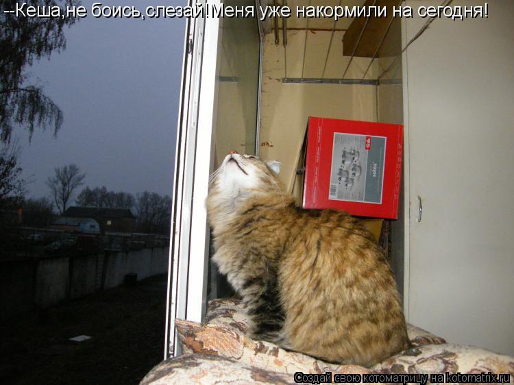 --Кеша,не боись,слезай!Меня уже накормили на сегодня!... Котоматрица: --Кеша,не боись,слезай!Меня уже накормили на сегодня!