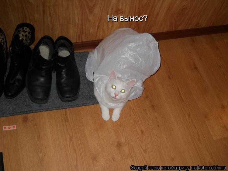На вынос?... Котоматрица: На вынос?