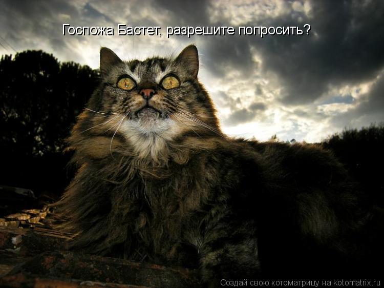 Госпожа Бастет, разрешите попросить?... Котоматрица: Госпожа Бастет, разрешите попросить?