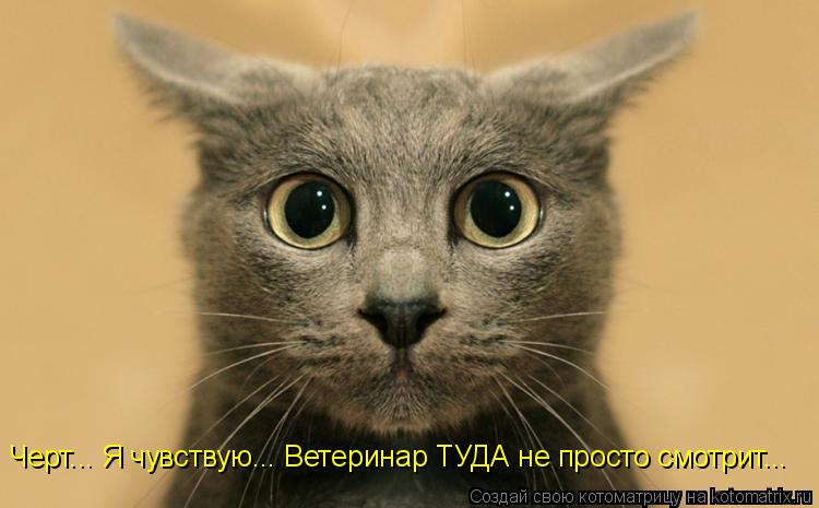 Черт... Я чувствую... Ветеринар ТУДА не просто смотрит...... Котоматрица: Черт... Я чувствую... Ветеринар ТУДА не просто смотрит...