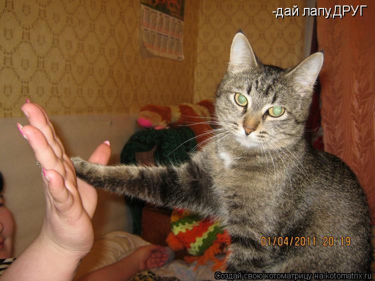-дай лапу,ДРУГ... Котоматрица: -дай лапу,ДРУГ