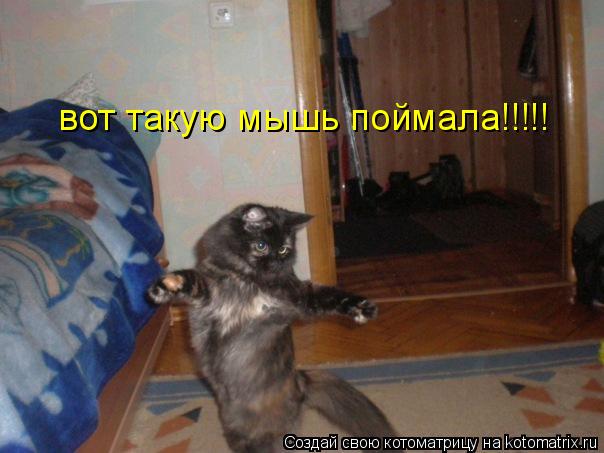 вот такую мышь поймала!!!!!... Котоматрица: вот такую мышь поймала!!!!!