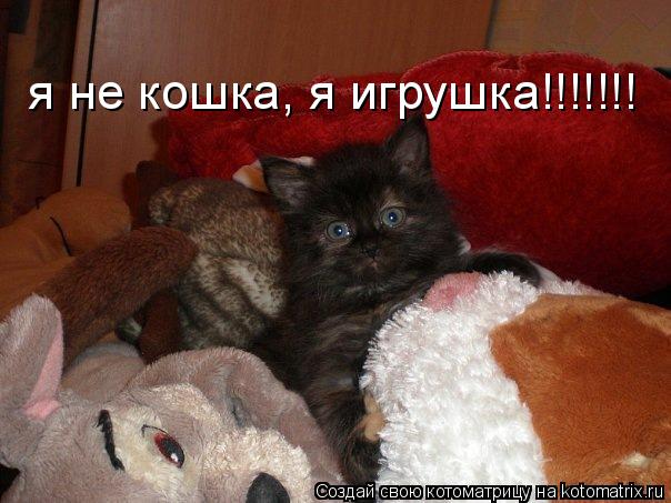я не кошка, я не кошка, я игрушка!!!!!!!... Котоматрица: я не кошка, я не кошка, я игрушка!!!!!!!