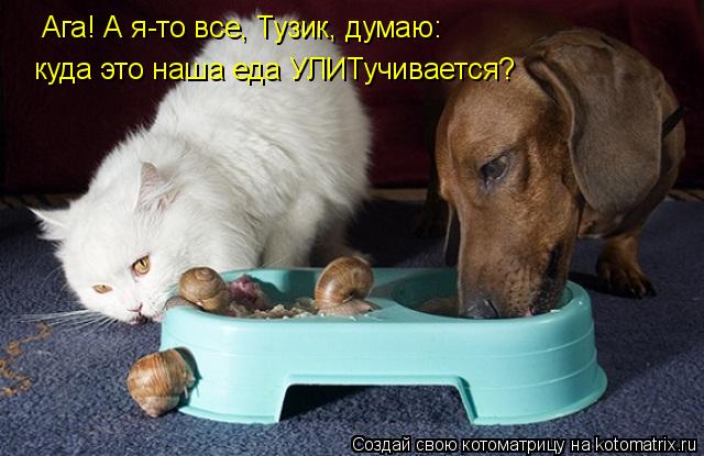 Ага! А я-то все, Тузик, думаю: куда это наша еда УЛИТучивается?... Котоматрица: Ага! А я-то все, Тузик, думаю: куда это наша еда УЛИТучивается?
