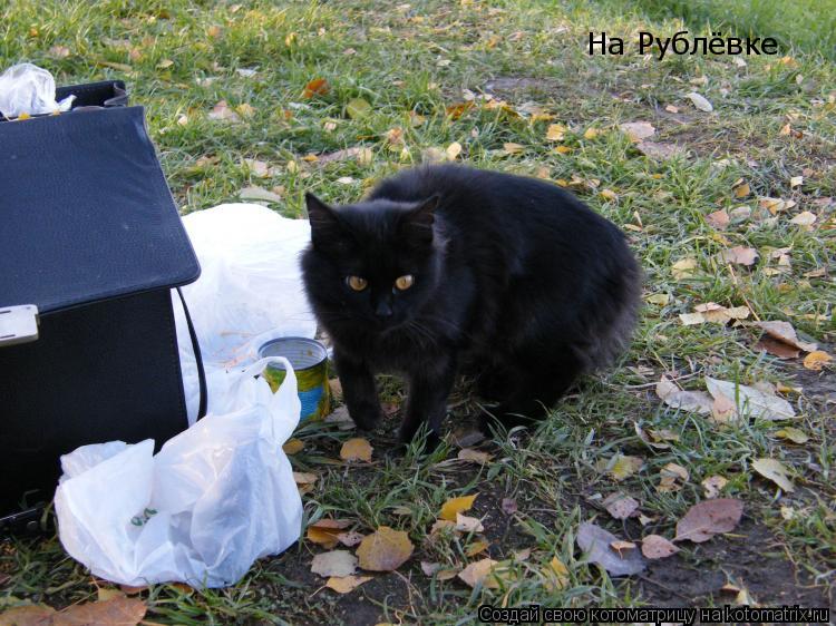 На Рублёвке... Котоматрица: На Рублёвке
